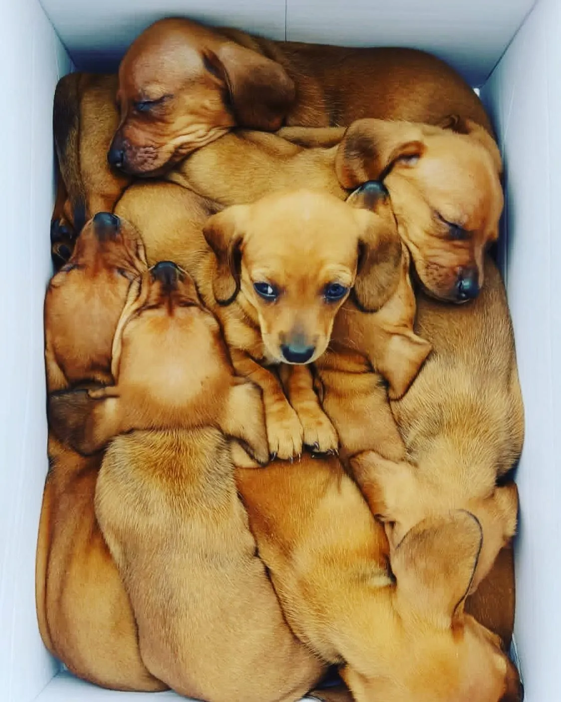 Una camada de cachorros atendida en PetLand